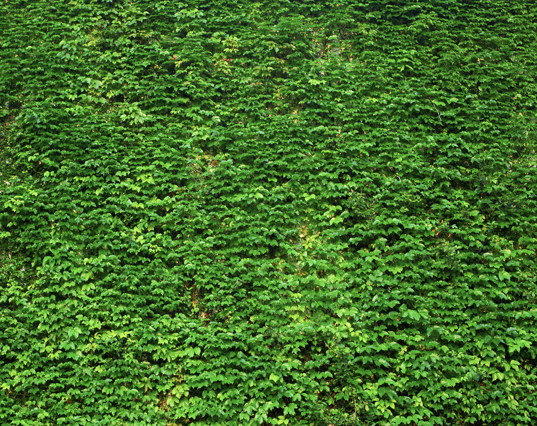 photo d'un mur végétal à Paris complètement vert.