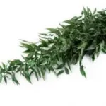 ruscus italien stabilise vert 2 1