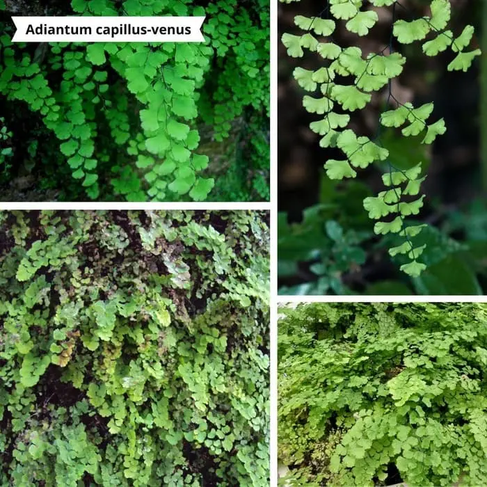 Patchwork de photos Adiantum capillus-venus pour un mur végétal