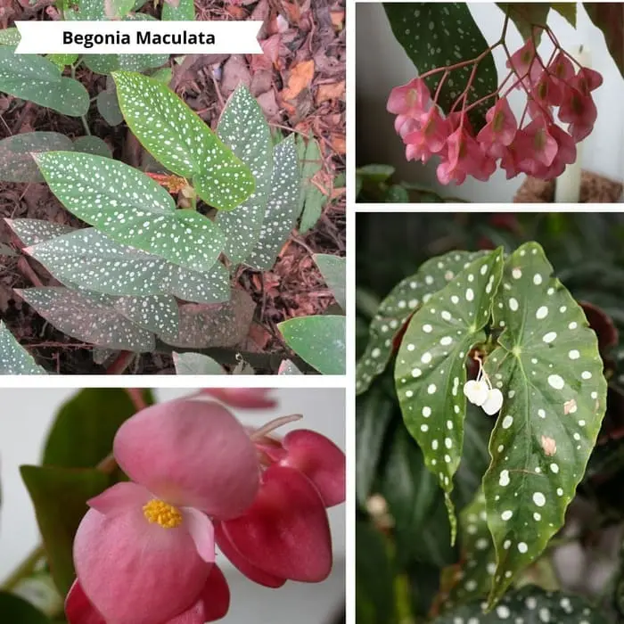 Patchwork de photos Begonia Maculata pour un mur végétal