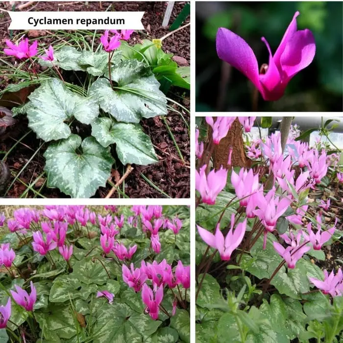 Patchwork de photos Cyclamen repandum pour un mur végétal