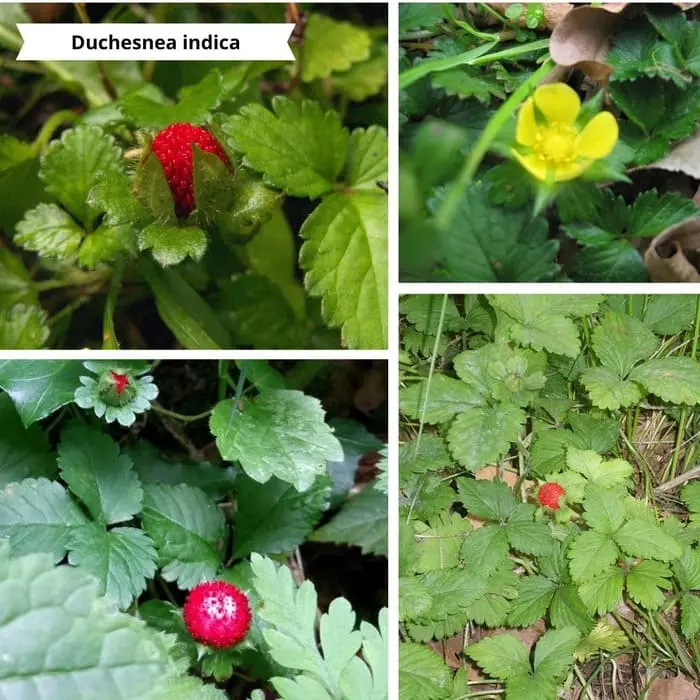 Patchwork de photos Duchesnea indica pour un mur végétal