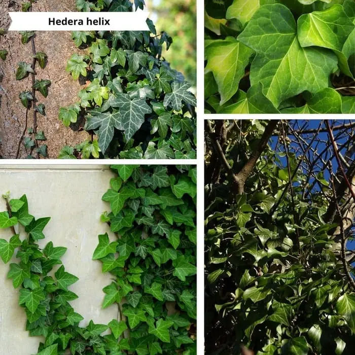 Patchwork de photos Hedera helix pour un mur végétal