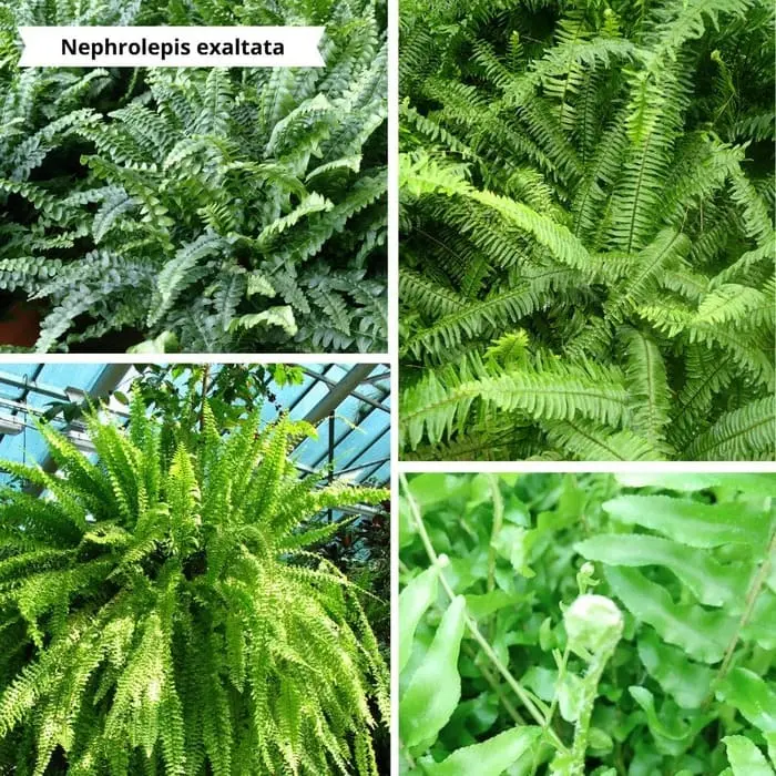 Patchwork de photo Nephrolepis exaltata pour un mur végétal