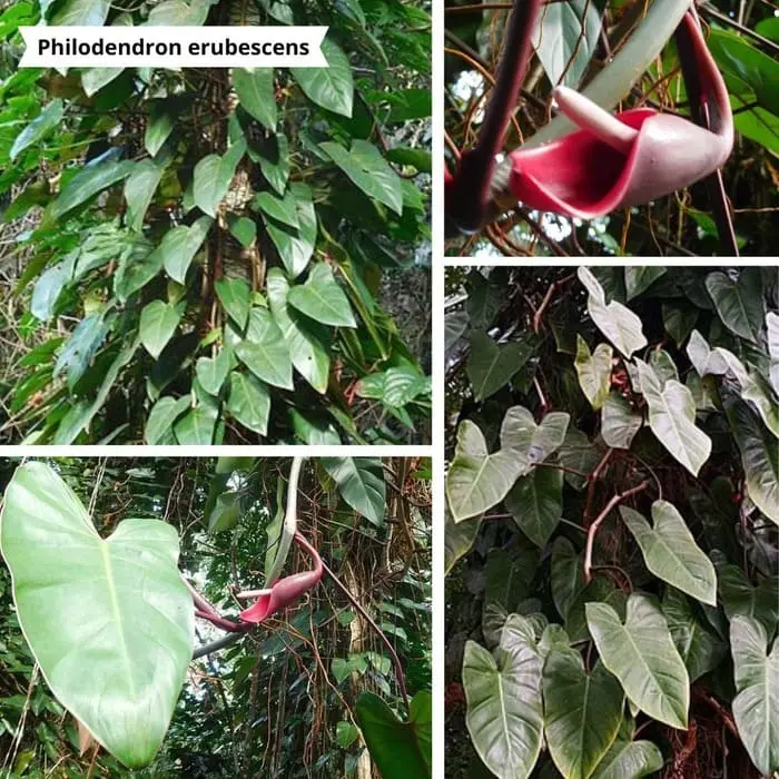 Patchwork de photos Philodendron erubescens pour un mur végétal