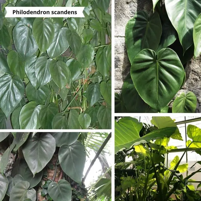 Patchwork de photos Philodendron scandens pour un mur végétal