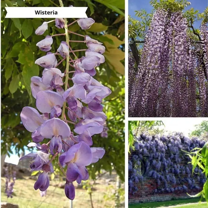 Patchwork de photos Wisteria pour un mur végétal