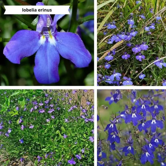 Patchwork de photos lobelia erinus pour un mur végétal