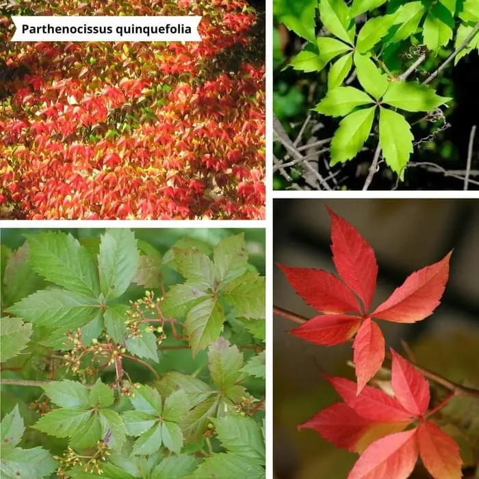 Patchwork de photos parthenocissus quinquefolia pour un mur végétal