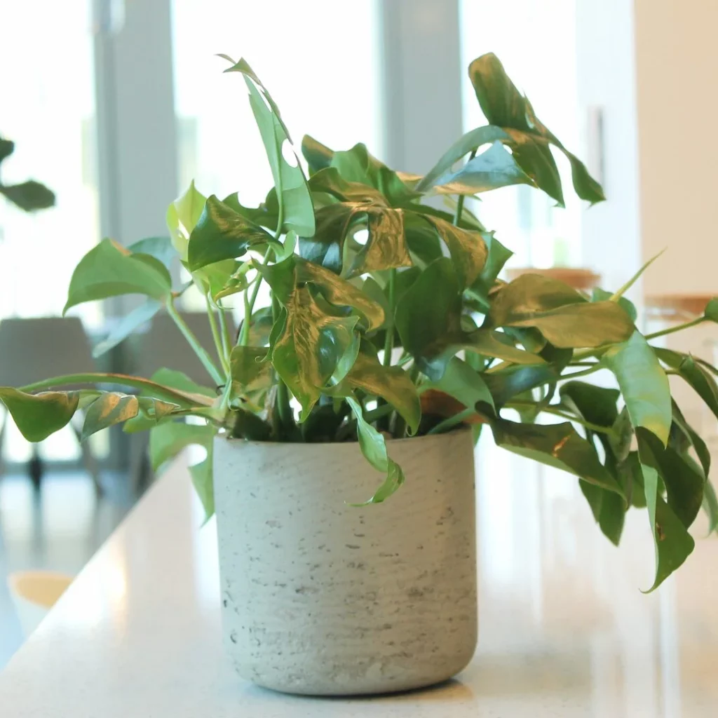 Un autre exemple de location de plantes à Lille : ici, notre client a choisi la plante et le pot qui vont avec pour l'intégrer à la salle de cafétéria. C'est une plante verte avec un pot blanc, posée au milieu d'une table.