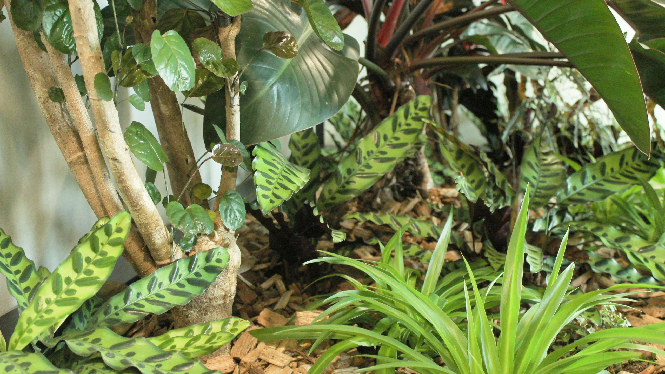 Exemple de jardin d'intérieur au sein d'une entreprise : plusieurs plantes vertes naturelles composent une harmonie de verdure