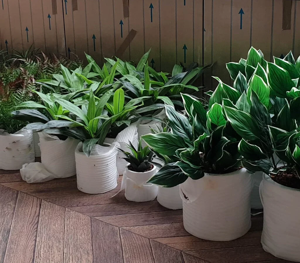 Photo montrant plusieurs variétés de plantes dans des pots design pour la location de plantes à Lille que notre client a souhaité faire.