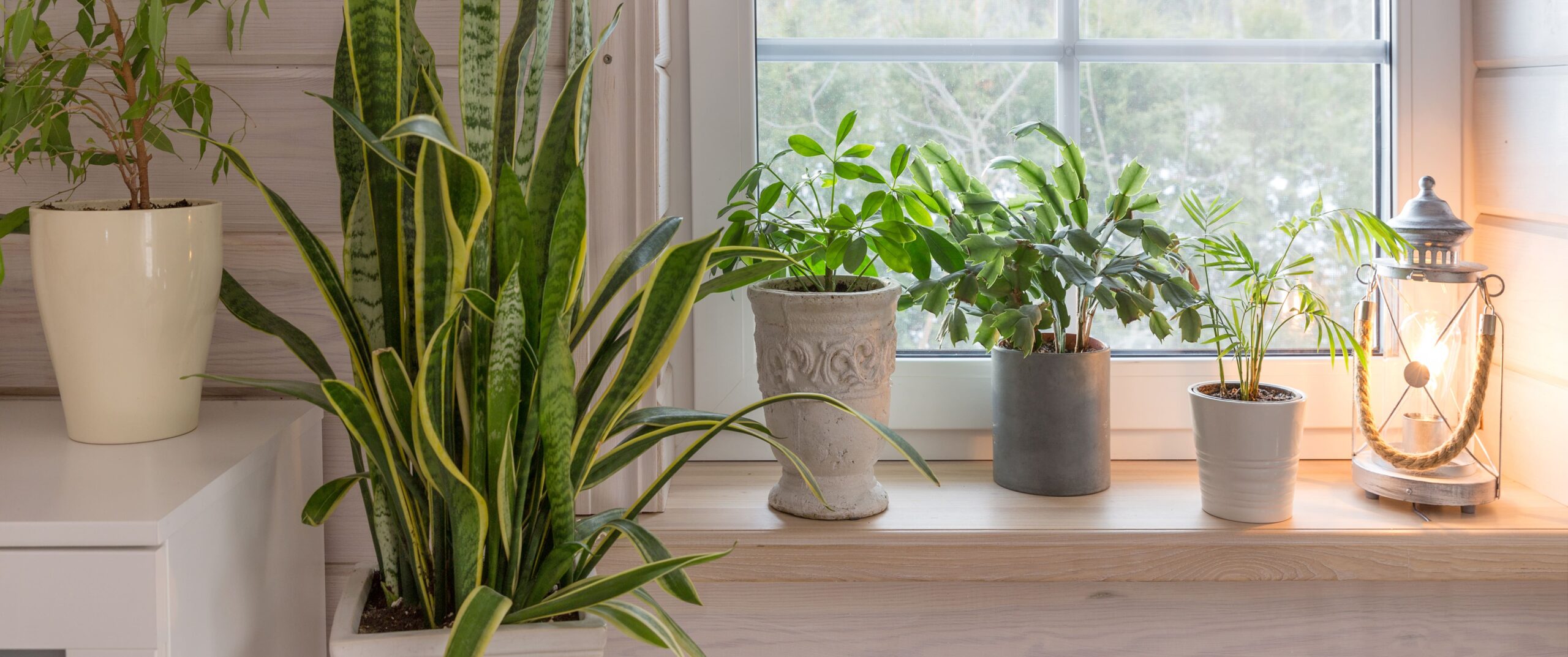 Photographie de diverses variétés de plantes d'intérieur, mises en pots, délicatement posées sur une étagère en bois