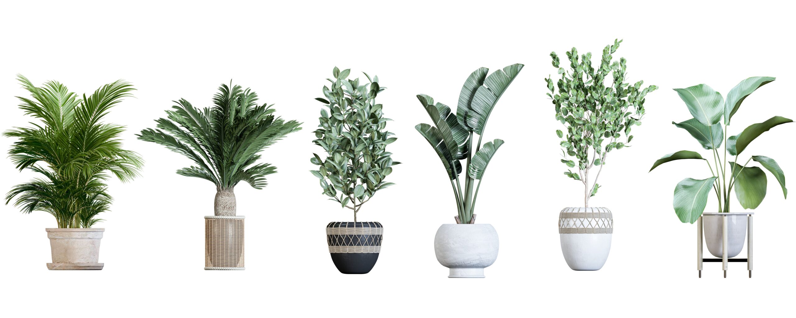 Photographie de plantes d'intérieur vertes et avec des pots différents