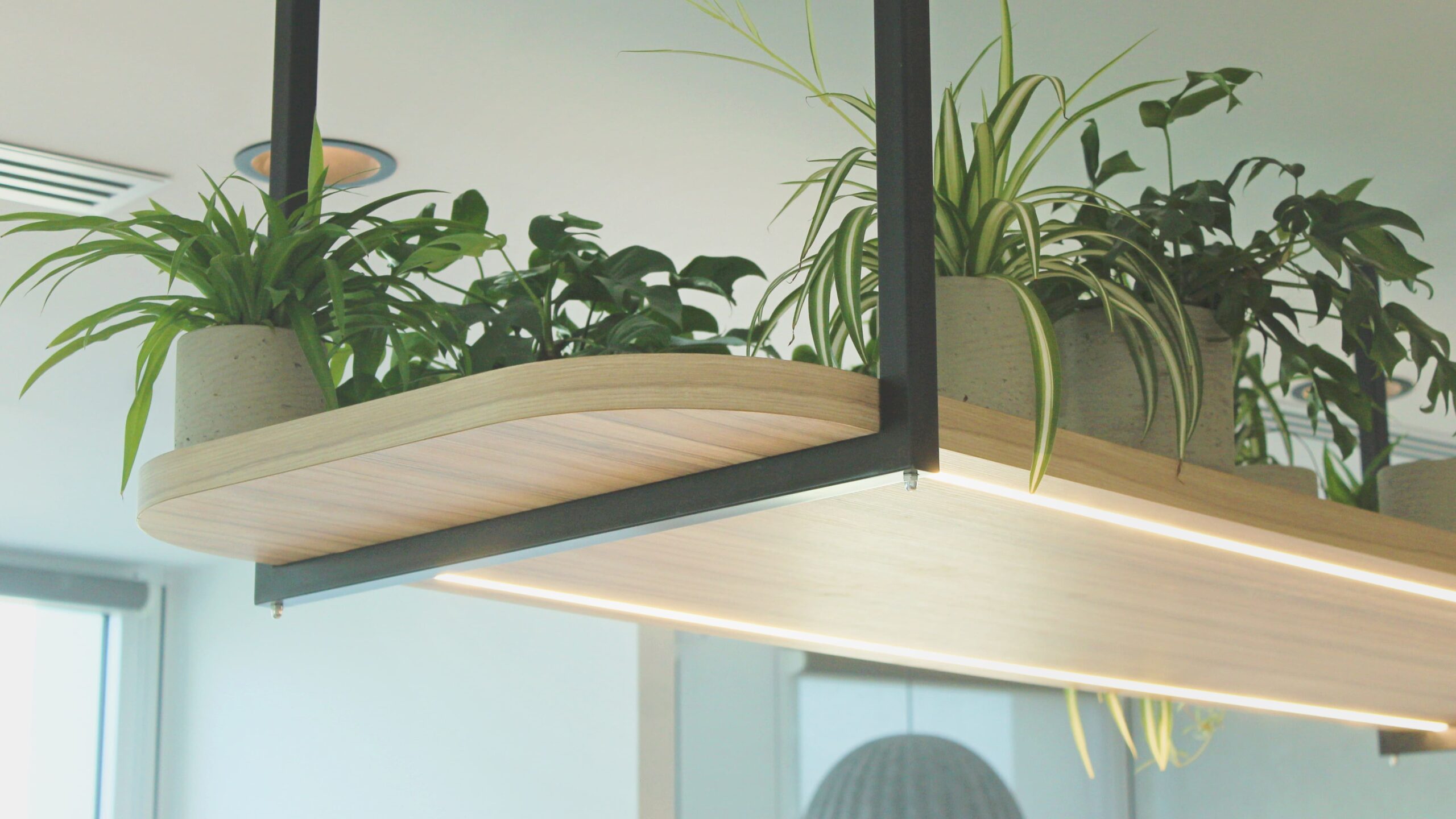 Plantes d'intérieur luxuriantes en pots suspendues au plafond sur une planche en bois dans une cafétéria