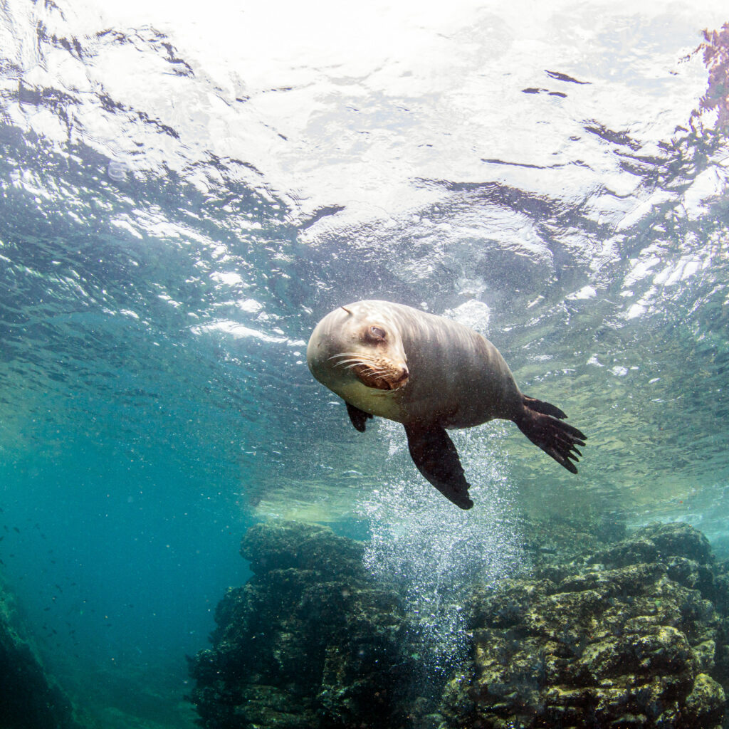 Menaces pour l'environnement : animal marin qui nage sous l'eau