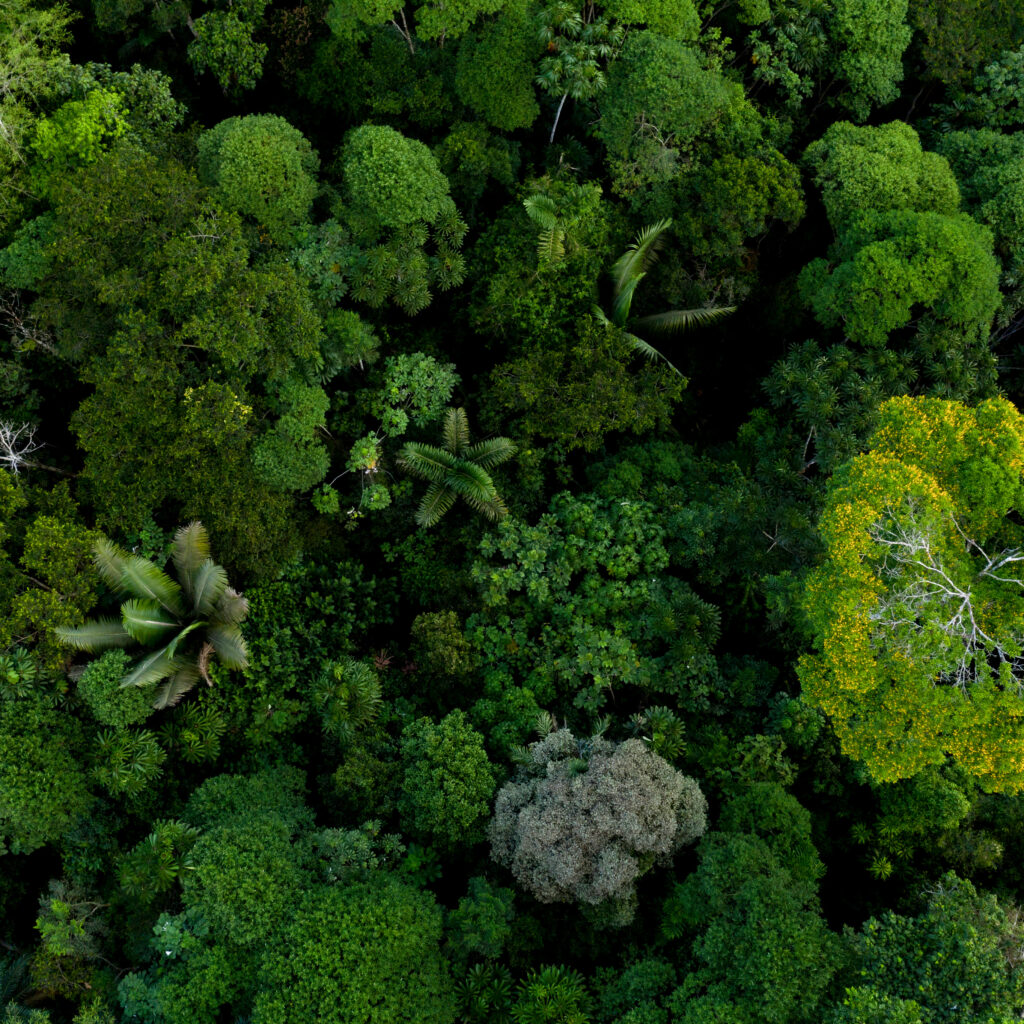 Photo d'une forêt montrant la biodiversité