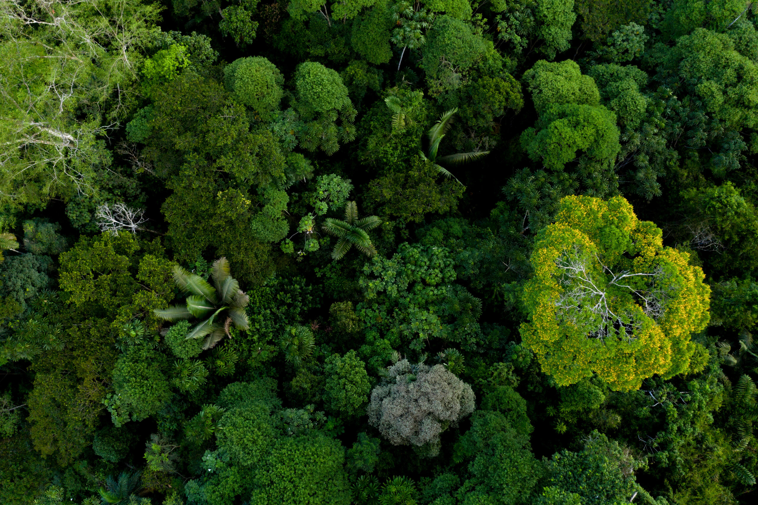 Photo d'une forêt montrant la biodiversité